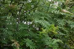 Sorbaria tomentosa